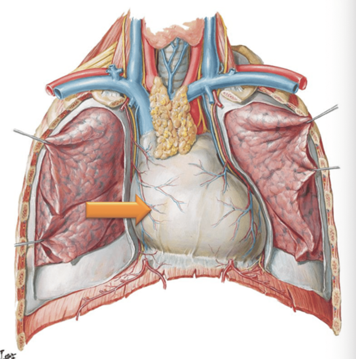 <p>Fibrous sac that encloses the heart.</p>