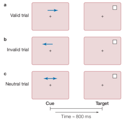 <p>Voluntary, top down. Example: <span>Posner spatial cueing paradigm- patients must detect and report a visual target as quickly as possible. Reaction time for expected locations are significantly faster than for unexpected or neutral locations</span></p>