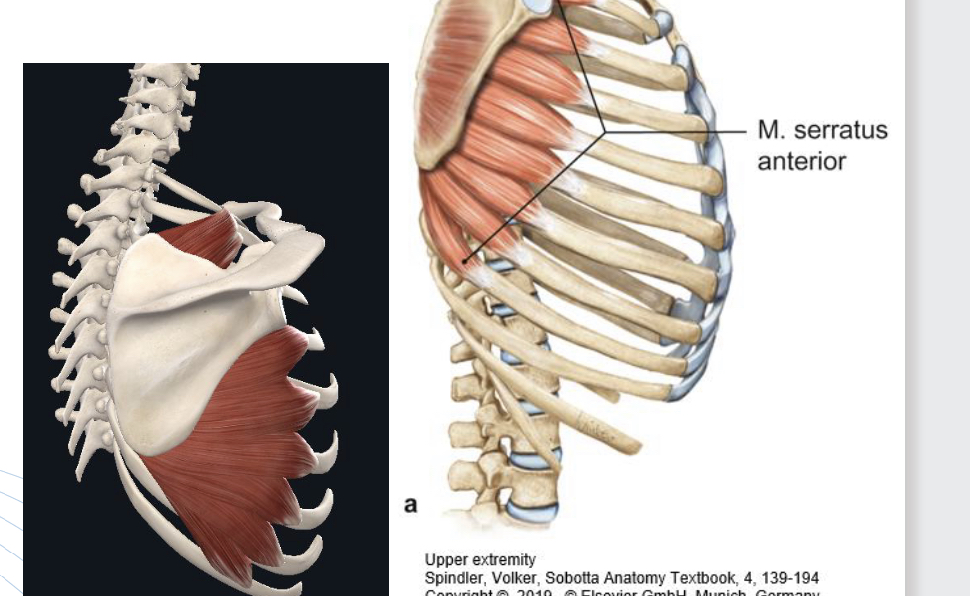 <p>M. Serratus anterior</p>