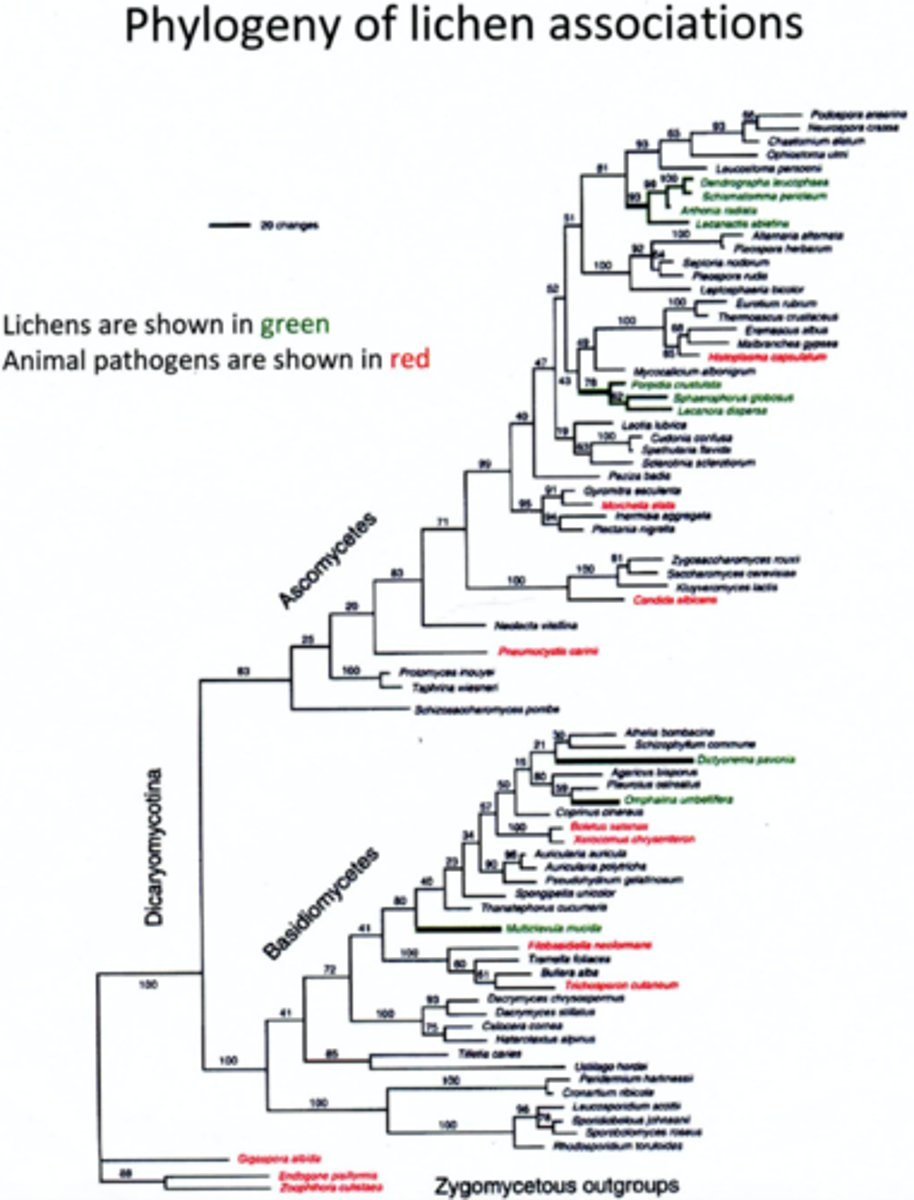 <p>Based on the phylogeny above and the principle of parsimony, is the lichen morphology homologous across all of the lineages in which it is found?</p>