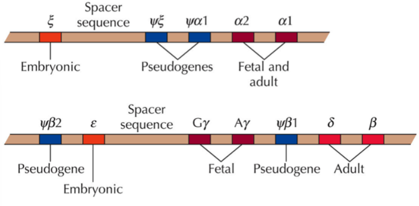 <p>example of a gene family</p><p>genes code for subunits of hemoglobin</p><p>all the genes have the same structure: 3 exons and 2 introns</p><p>different versions are expressed during fetal, embryonic, and adult stages (embryonic and fetal globins have higher affinities for oxygen than adult globins)</p><p>some members of the family are pseudogenes</p><p>adult version contains 2 alpha and 2 beta subunits</p><p>the alpha-globin cluster (top in picture) is on chromosome 16</p><p>the beta-globin cluster (bottom in picture) is on chromosome 11</p>