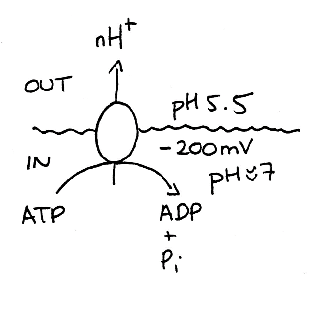 <ul><li><p>uses 50% of fungal ATP to set up </p><ul><li><p>proton electrochemical potential graidnet</p></li><li><p>Drives H+ coupled nutrient uptake</p><ul><li><p>symport</p></li><li><p>or</p></li><li><p>Explusion of potentially toxic ions</p><ul><li><p>(e.g SOD2 Na+/H+ antiporter in pombe)</p></li></ul></li></ul></li></ul></li></ul><p></p>