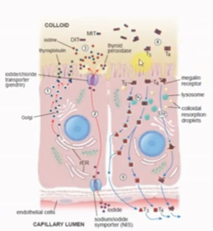 <p>Las <strong>celulas foliculares</strong> sintetizan la <strong>tiroglobulina</strong>, en el RER, es glicosilada en el aparto de golgi. Es exportada hacia el <strong>coloide</strong>.</p><p>Las celulas importan <strong>ioduro</strong> de la sangre x el simportador Na/ ioduro. Ioduro difunde a traves de las celulas y es transportado hacia el coloide x el transporte ioduro/cloruro.</p><p>En la superficie apical el <strong>iodudo</strong> es <strong>oxidado</strong> a iodo x una peroxidasa tiroidea y luego es incorporado hacia los residuos de la tirosina en la tiroglobulina.</p><p>Se incorporan 2 iodos a la iodotirosina (DIT)</p><p>Se incorpora 1 iodo a la tirosina monoiodotirosina (MIT)</p><p>Acoplamiento entre 2 tirosinas de la tiroglobulina, acoplamiento oxidativo T3 Y T4</p><p><strong>Secrecion de hormonas T3 y T4</strong></p><p>La celuas posteriormente endocita x pinocitosis coloide. Vesiculas endocitadas van a transformarse y absorberse por los lisosomas.</p><p>Tiroglobulina seencunentra con los lisosomas es digerida por proteasa lisosomales, libera las hormonas T3 y T4 para que posteriormente sean expcitadas a la sangre.</p>