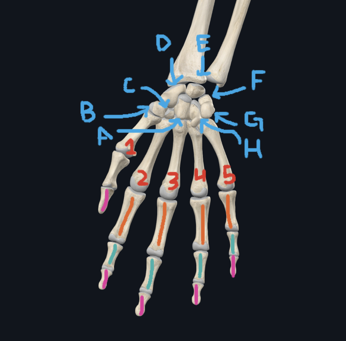 <p>A(Hand)</p>