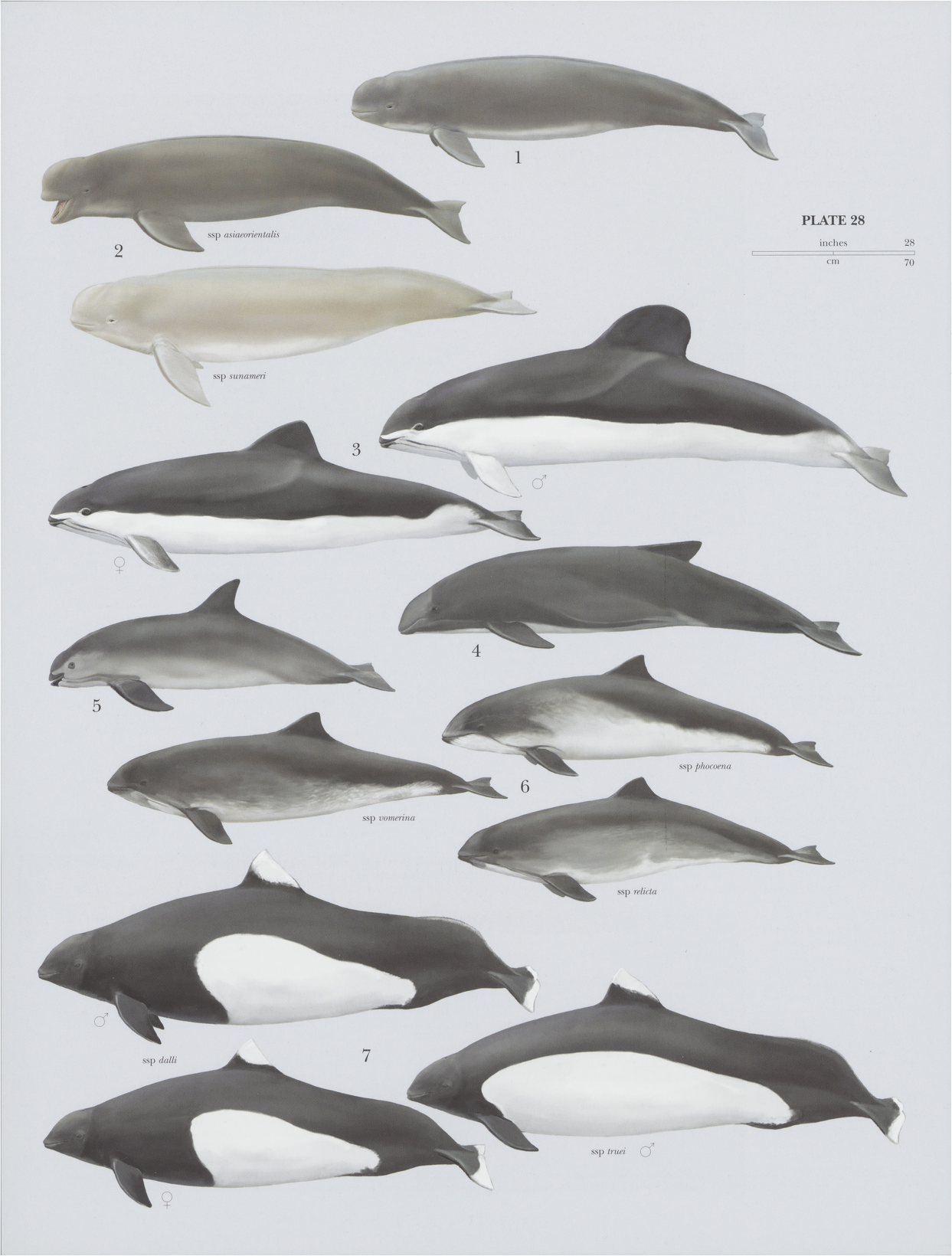 <p>Porpoises</p>