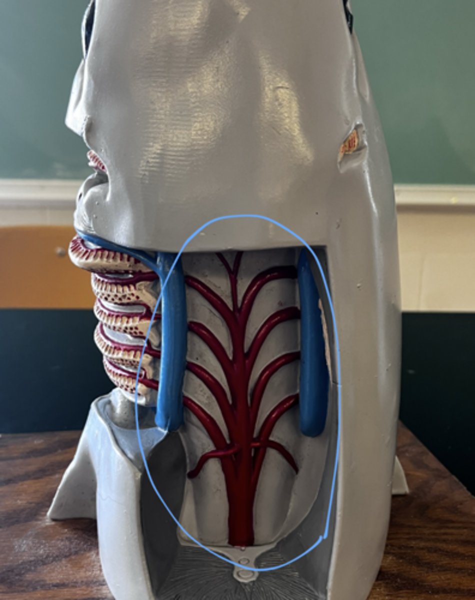 <p>is the blood here oxygenated or deoxygenated?</p>