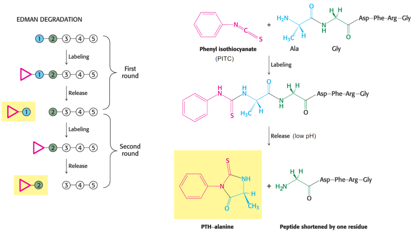 <ul><li><p>series of chem rxns</p></li><li><p>N-terminal labeled w/ PLTC</p></li><li><p>low pH to remove peptide bond</p></li></ul>