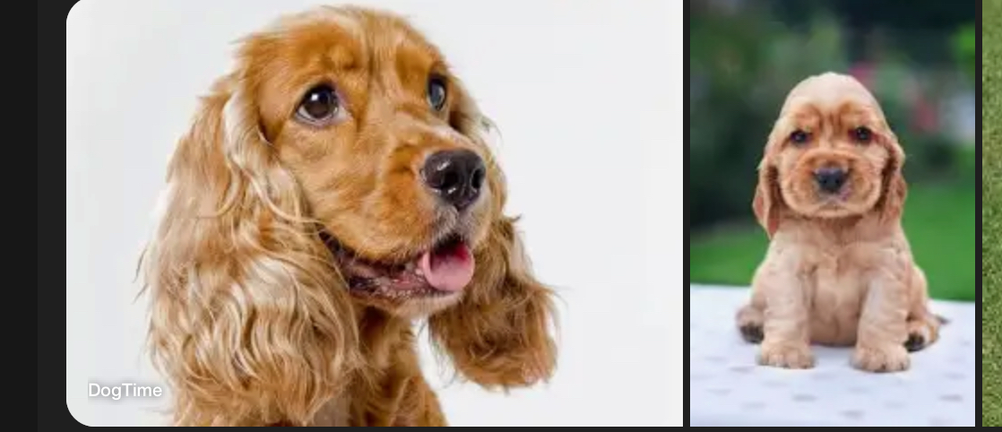 <p>DOG BREEDS: what is the breed?</p>