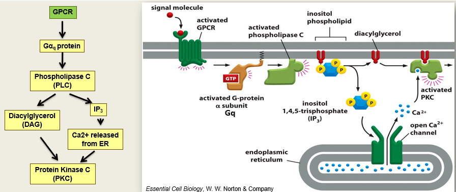 <ul><li><p><span>Activates G alphaQ</span></p></li><li><p><span>Activated PLC which cleaves inositol phospholipids in the membrane that releases IP3 which opens calcium channels</span></p></li><li><p><span>Release of calcium leads to secretion which activates PKC</span></p><ul><li><p><span>Diacylglycerol also activates PKC</span></p></li></ul></li></ul><p></p>