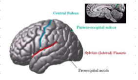 <p>separates parietal and occipital lobe </p>