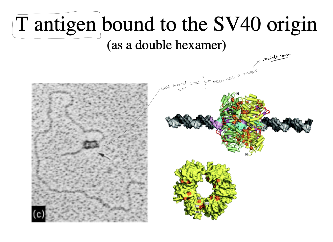 <p><strong>‘Large T antigen’</strong></p>