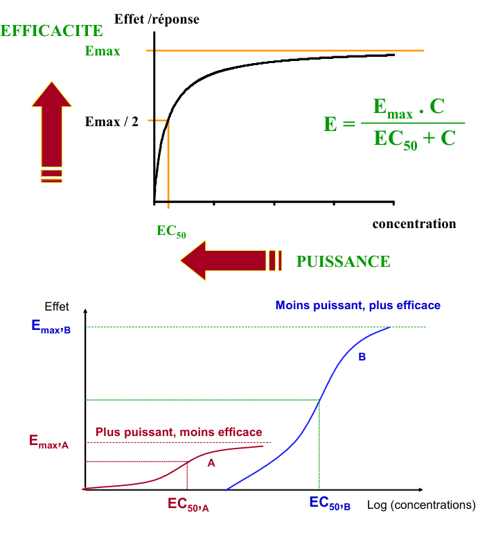 <p>relation entre la concentration du médicament et l’effet observé</p><ul><li><p>Emax= l’effet maximal possible, reflète l’efficacité</p></li><li><p>EC50 = la concentration pour obtenir 50% de l’effet maximal (Emax/2), reflète la puissance d’un médicament</p></li></ul><p>Un médicament sera d’autant + puissant que sont EC50 sera bas (on a une effet avec -)</p><p>Il sera d’autant + efficace que sont Emax sera haute (intensité de l’effet + grand)</p><p>c’est quoi le mieux? mieux vaut un médicament + efficace (si pas de problème de sécurité), sinon on prendra le + puissant</p>