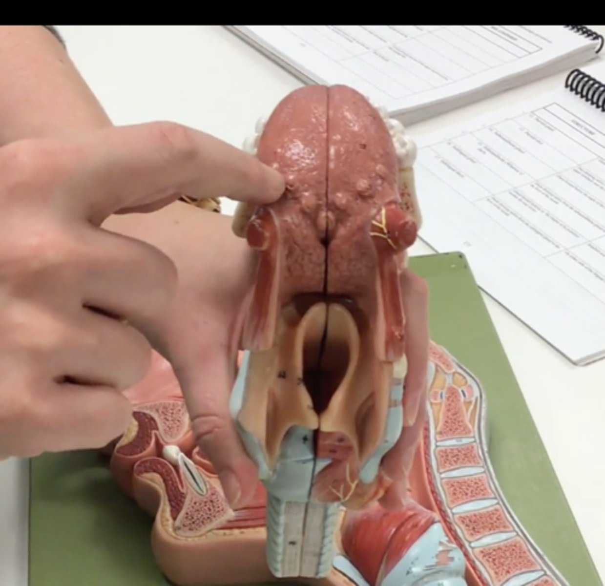 knowt flashcard image