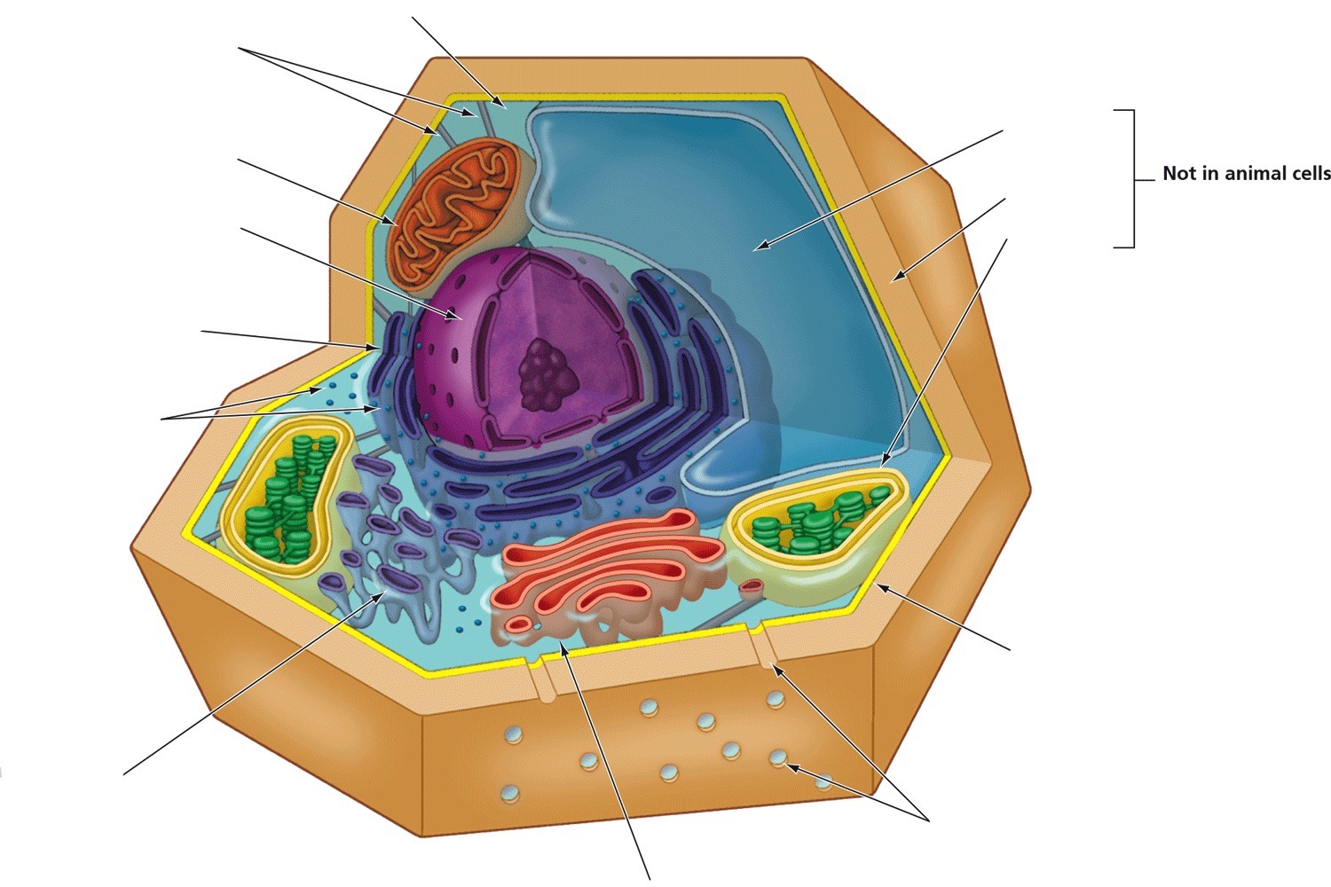 Cell wall