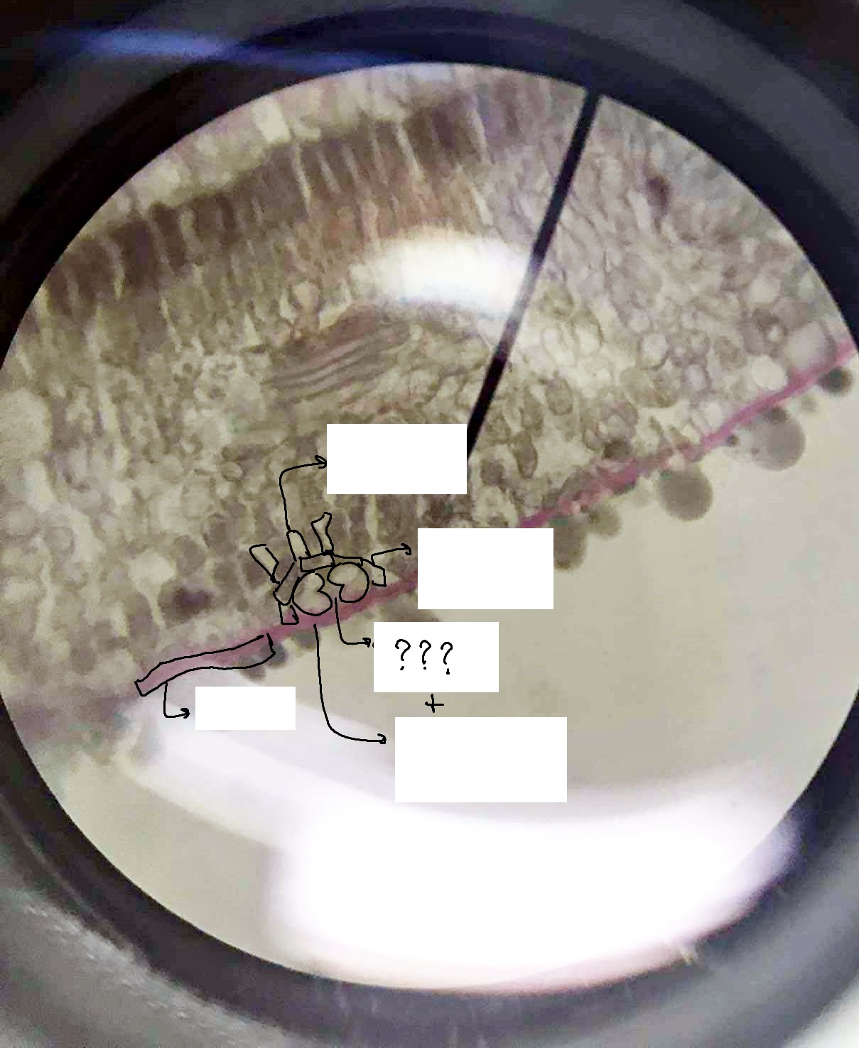 <p><span>microscopic holes in the leaves and stems of plants that allow for gas exchange with the environment</span></p>