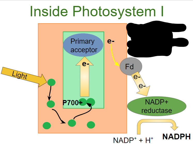 <p>What happens in the third step of photosystem I?</p>