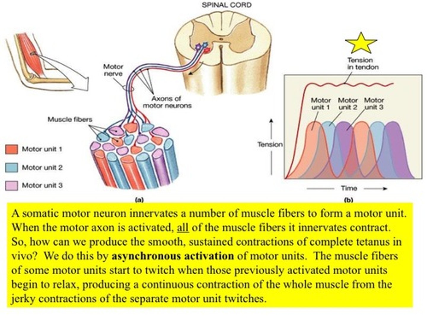 <p>When the nervous system modulates the firing rates of the motor so that different motor units take turns maintaining muscle tension</p>