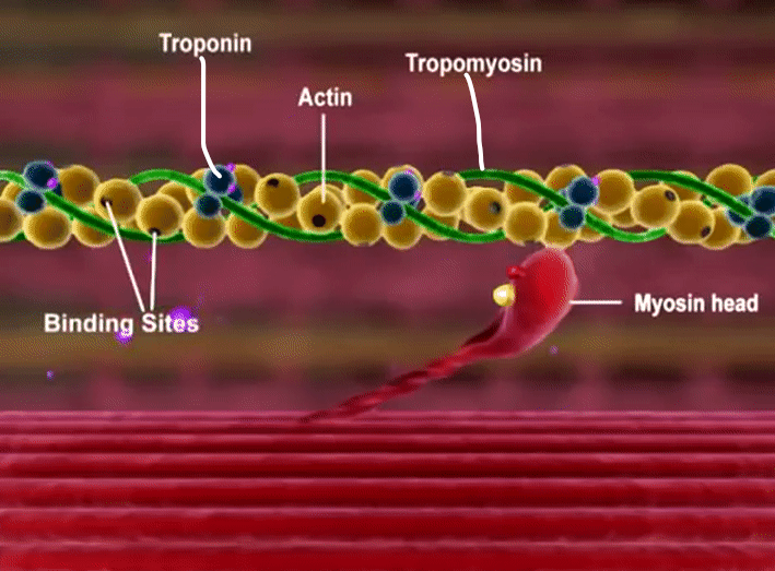 <p>Describe the sliding filament theory.</p>