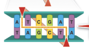 <p>Specific DNA sequences that the enzyme is signaled to bind to.</p>