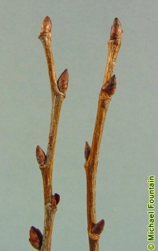 Blade: asymmetrical leaf, sharp point with larger serrations, have sandpaper feeling
Reproductive: fat, ovate, brown red buds
Bark: greyish with deeper diamond plating when older, SOFT bark