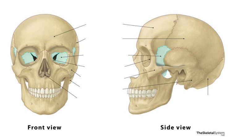 <p>This bone is the ________ bone.</p>