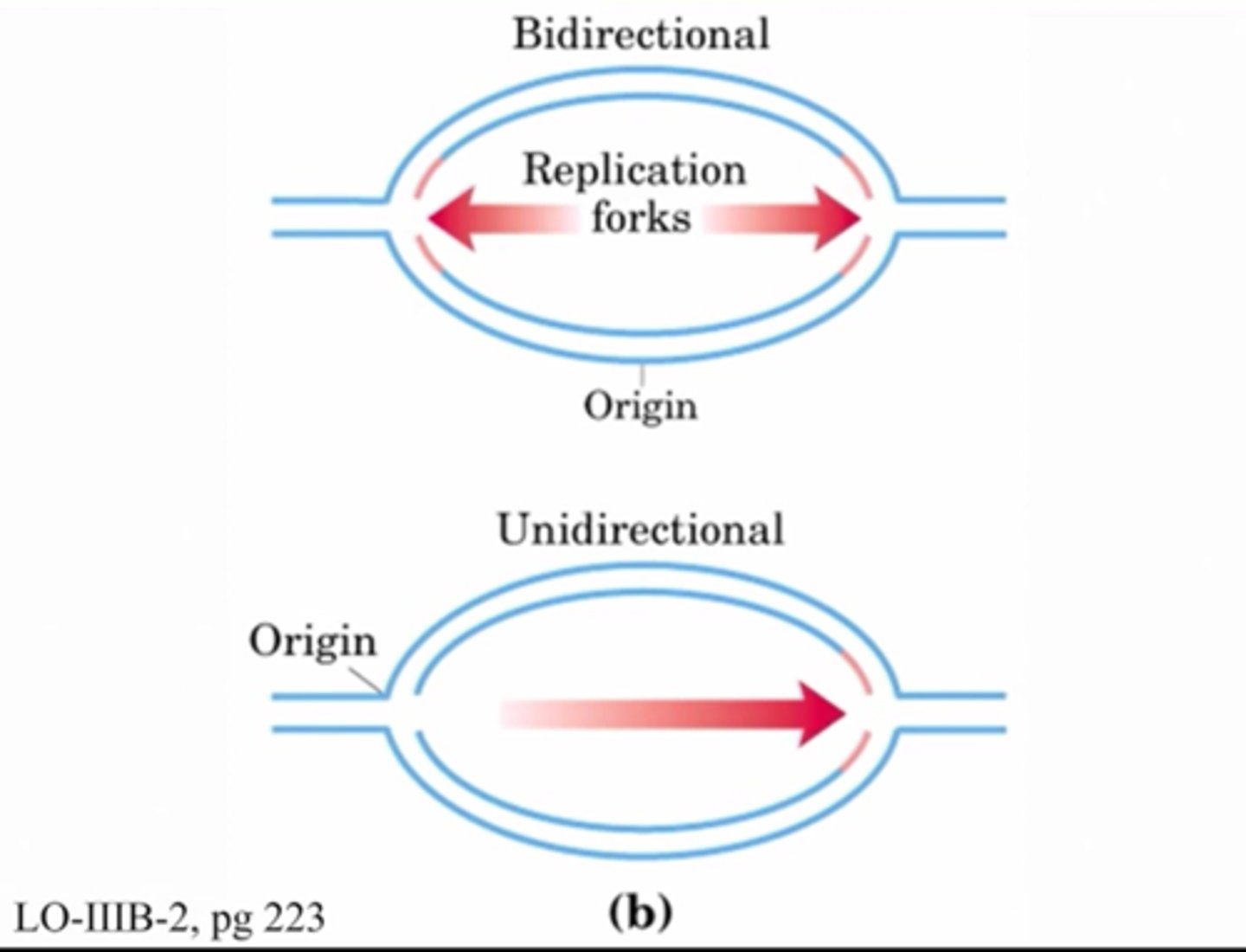<p>replication proceeds in two directions away from the origin of replication; allows DNA to be copied more efficiently and quickly</p>