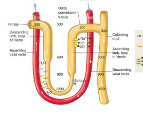 <p>Straight blood vessels that run along the loop of Henle, helping the kidney concentrate pee.</p>