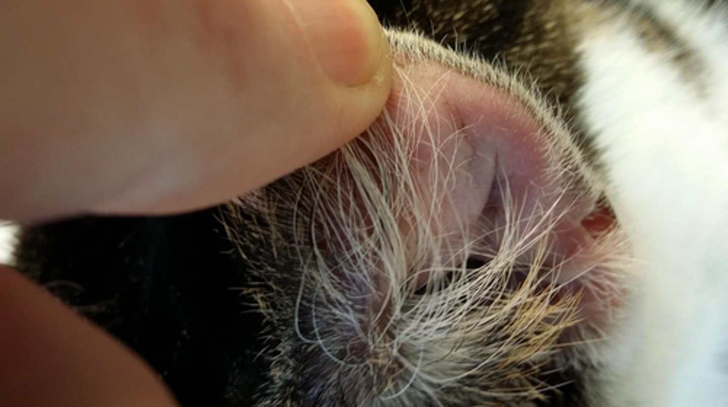 <p>The external ear flap that directs sound waves into the external auditory meatus</p>