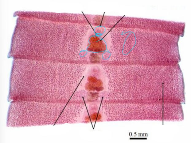 <p>what specie, stage, parts</p>