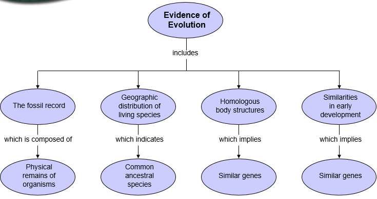 <ol><li><p>Fossil records</p></li><li><p>geographic distribution</p></li><li><p>Homologous structures &amp; vestigial organs </p></li><li><p>similarities in embryology </p></li></ol>