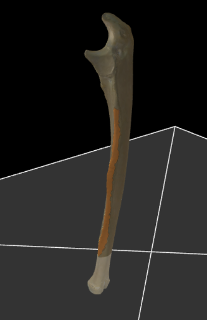 <p>Scherpe rand die naar lateraal wijst (naar de radius toe).</p>