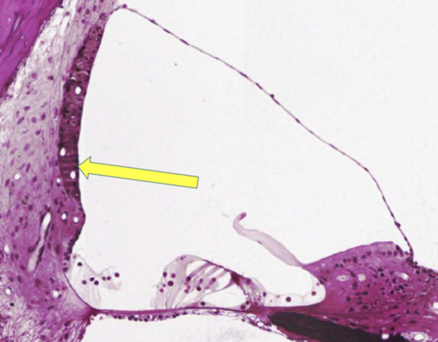 <p>-occupies most of the lateral surface of the scala media</p><p>-major source of blood supply to all the structures of the scala media</p><p>-source of endolymph</p>