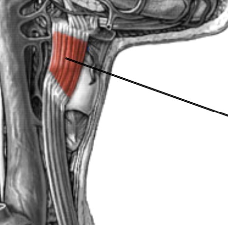 <p>Which anterior muscle of the neck is:</p><ul><li><p>Attach to thyroid &amp; hyoid</p></li><li><p>Action: depress hyoid to stabilize</p></li><li><p>Nerve: <span style="color: yellow;">C1</span> nerve root</p></li></ul><p></p>