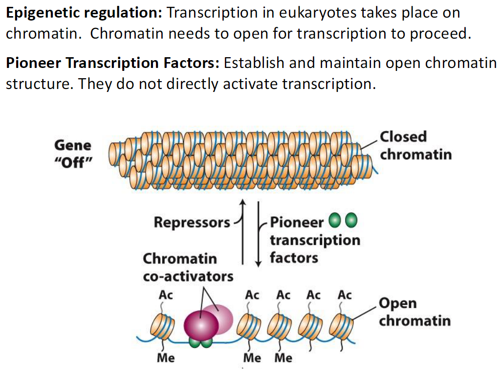 <p><strong>Epigenetic Regulation</strong><br> Transcription in eukaryotes occurs on chromatin<br> Chromatin must open for transcription to proceed</p><p><strong>Pioneer Transcription Factors</strong><br> Establish and maintain open chromatin structure<br> Do not directly activate transcription</p><p><strong>Gene Off</strong><br> Chromatin is closed<br> Repressors and chromatin co-activators are present<br> Ac = acetylation, Me = methylation</p><p><strong>Open Chromatin</strong><br> Pioneer transcription factors help keep chromatin open<br> Allows transcription to occur</p>