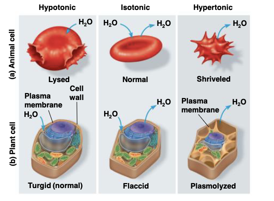 Different cell environments : 

^^Hypotonic^^ : too much water in cell and low solute 

cell is turgid b/c of the cell wall being pressed against  the plasma membrane (normal )

%%Isotonic%% : equal solute and water concentration 

cell becomes flaccid 

==Hypertonic== : low water in cell and high solute 

cell shrivels and dies because the cell wall is pulling away from the plasma membrane 

\
