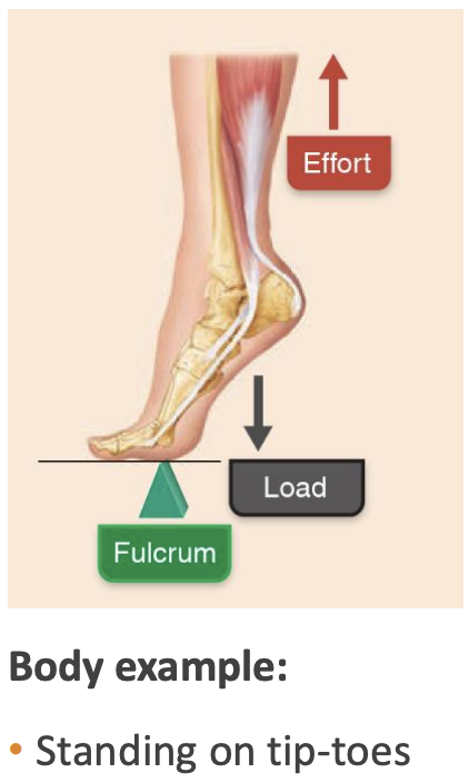 <p>Lever where, from the fulcrum (axis), the effort (force) is applied further than the load (resistance). Amplifies <strong><em><u>force</u></em></strong> production.</p><p>(e.g wheelbarrow (body example: tip-toeing))</p>