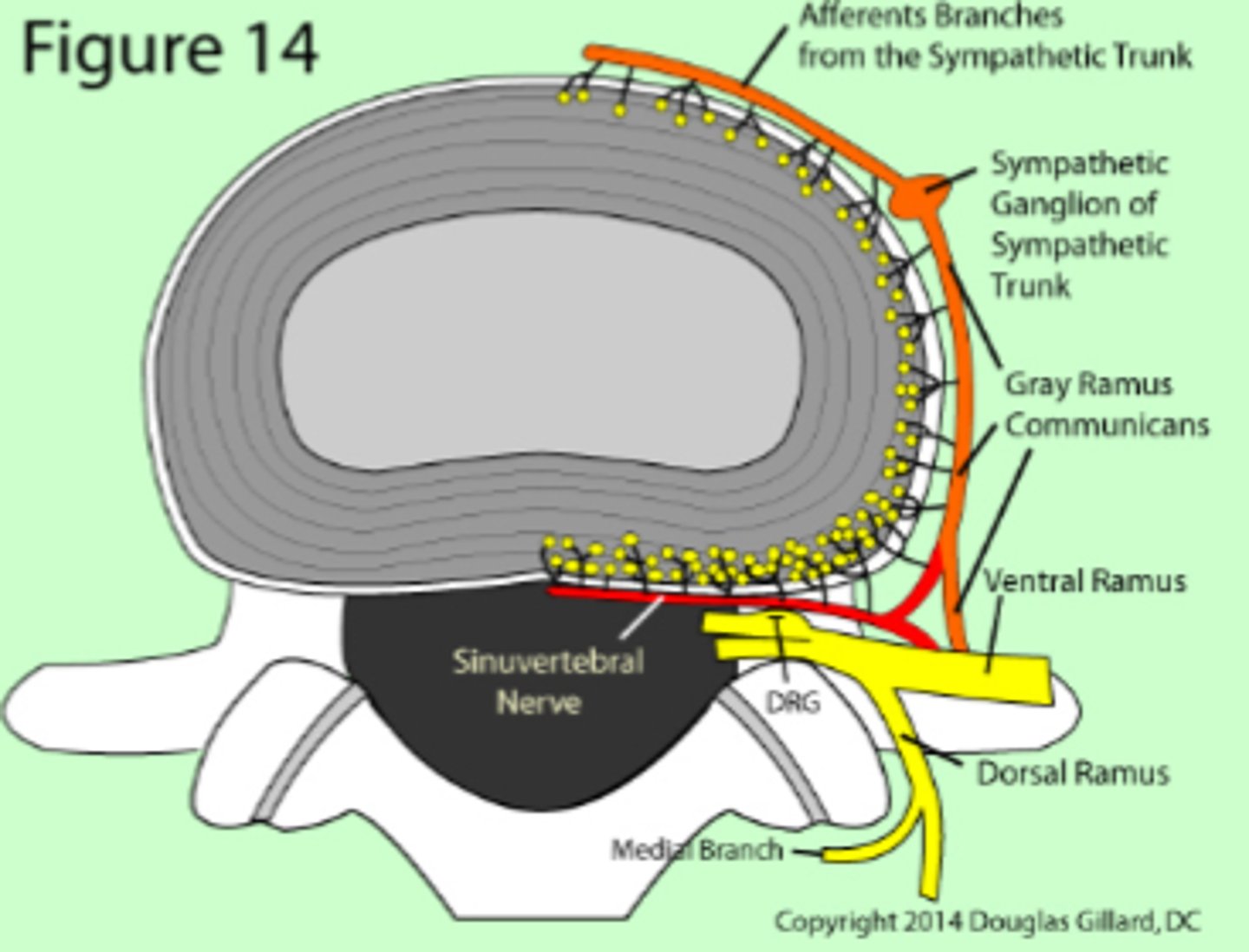 <p>cervical sinuvertebral nerves and branches of the vertebral nerve</p><p>- nerve fibers only supply the outer third of the annulus</p>