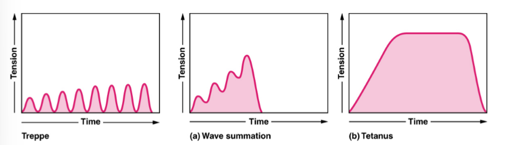 <p></p><ul><li><p>Depolarizing muscle with frequent stimuli generates more tension than one twitch</p></li><li><p>Successive AP summation » increased muscle tension</p></li><li><p><strong><u>Tetanus </u></strong>- maintained contraction</p></li></ul><p></p>