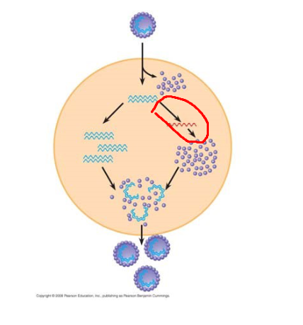 <p>Process circled in red</p>