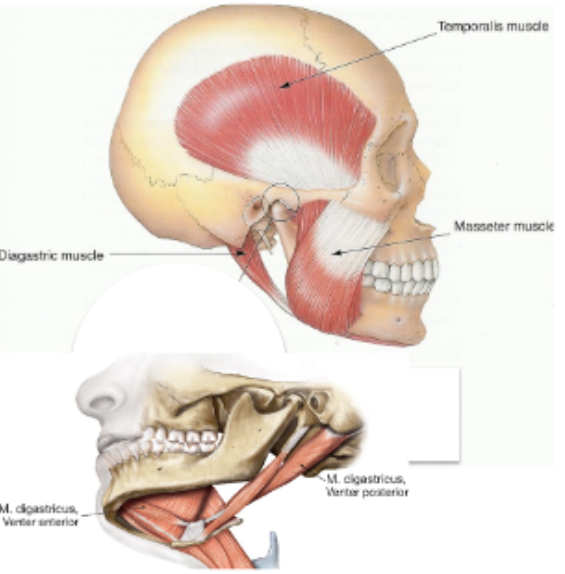 <p>ursprung</p><ul><li><p>Venter post - <span>incisura mastoidea på proc.</span><br><span>mastoideus</span></p></li><li><p>venter ant- fossa digastrica</p></li></ul><p>fäste</p><ul><li><p>slynga i os hyoideum</p></li></ul><p>funktion</p><ul><li><p>samverkar tillsammans med infra och suprahyoidal muskulatur vid gaprörelse.</p></li><li><p>Vent post drar uk bakåt</p></li></ul><p></p>