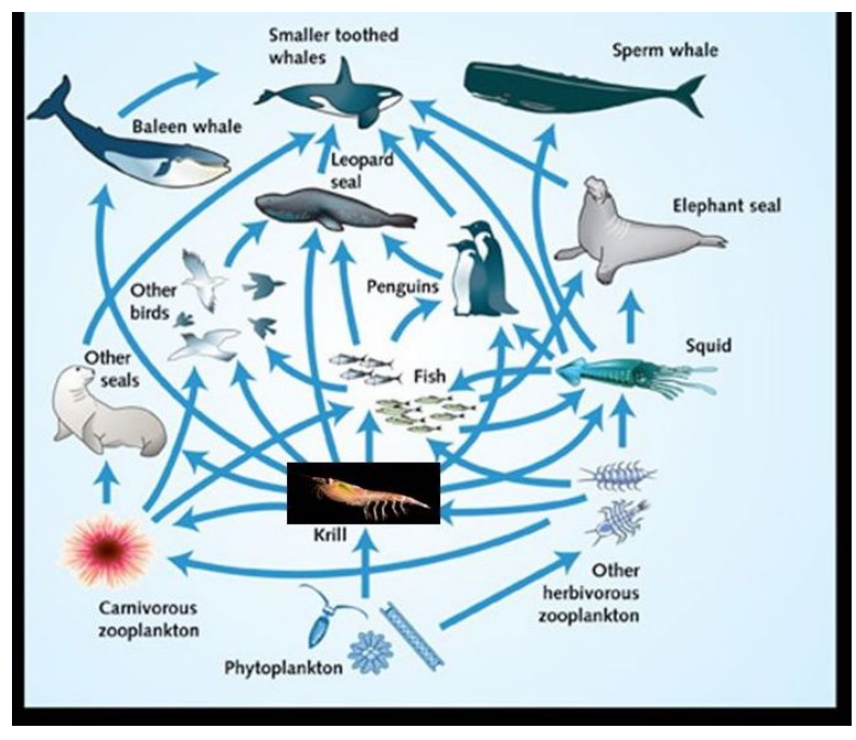 <p>The removal of krill would directly affect which species the <strong>least</strong>?</p>