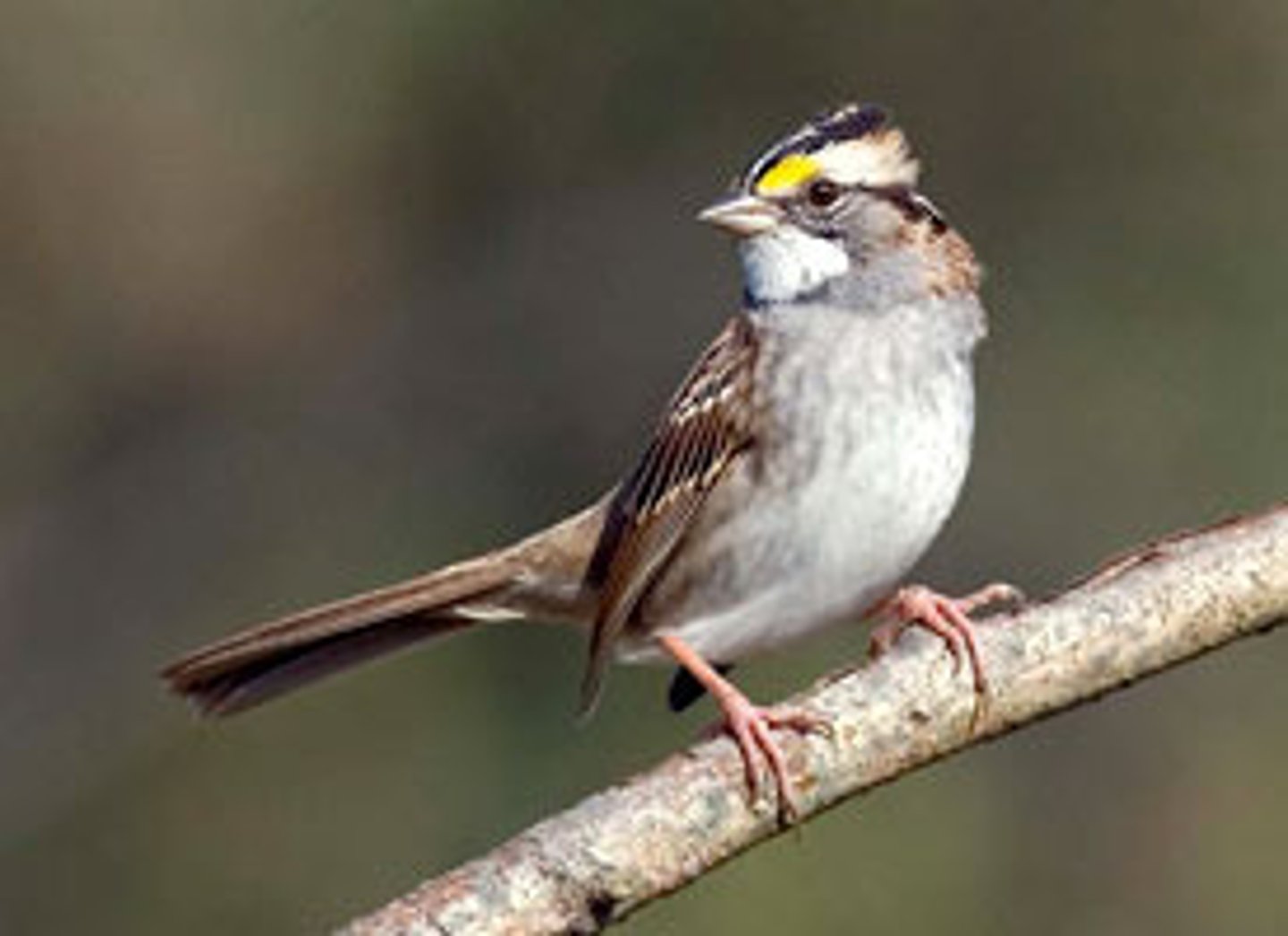 <p>White-throated Sparrow</p>