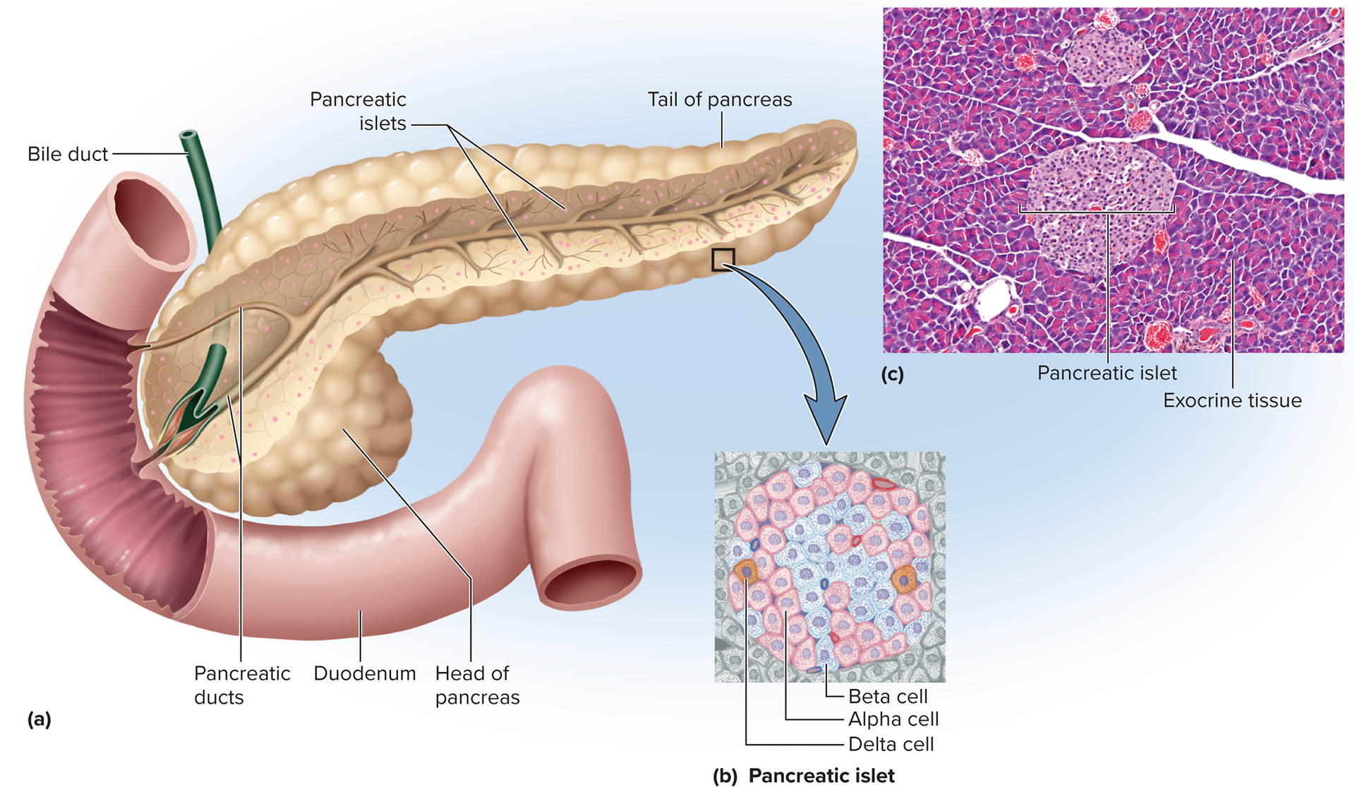 <p>Pancreas</p>
