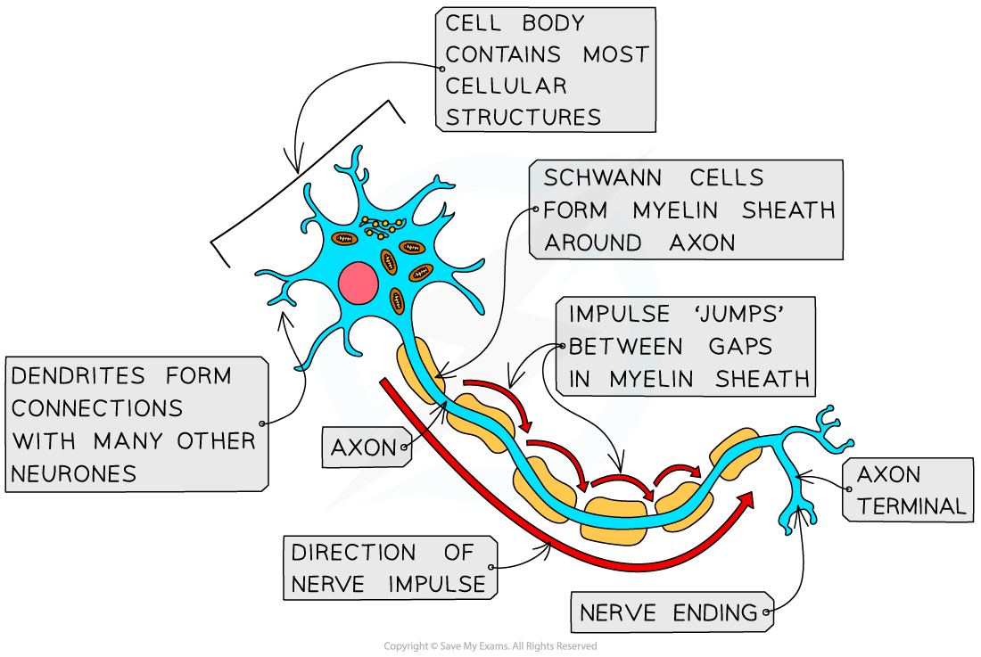 <ul><li><p>Transmit impulses from relay or sensory to effector</p></li><li><p>1 long axons, many short dendrites, myelin sheath</p></li></ul><p></p>
