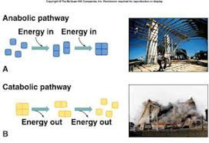 <p>The totality of an organism's chemical reaction</p>