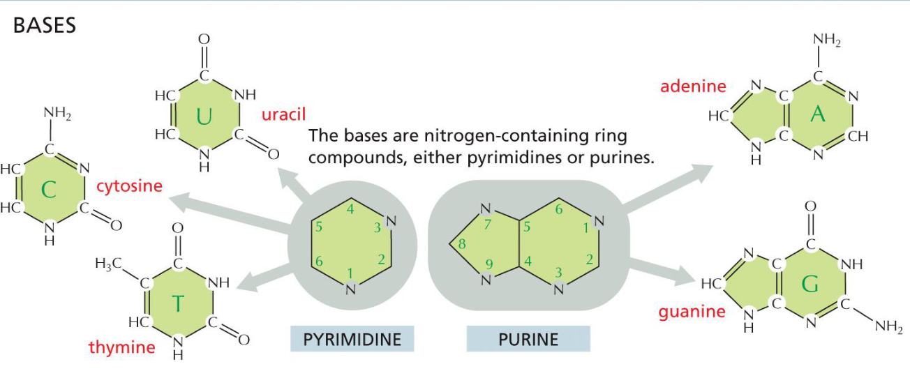 <ul><li><p>nitrogen containing ring compounds</p></li><li><p>single ring = pyrimidine (U, T, C)</p></li><li><p>double ring = purine (A, G)</p></li></ul>
