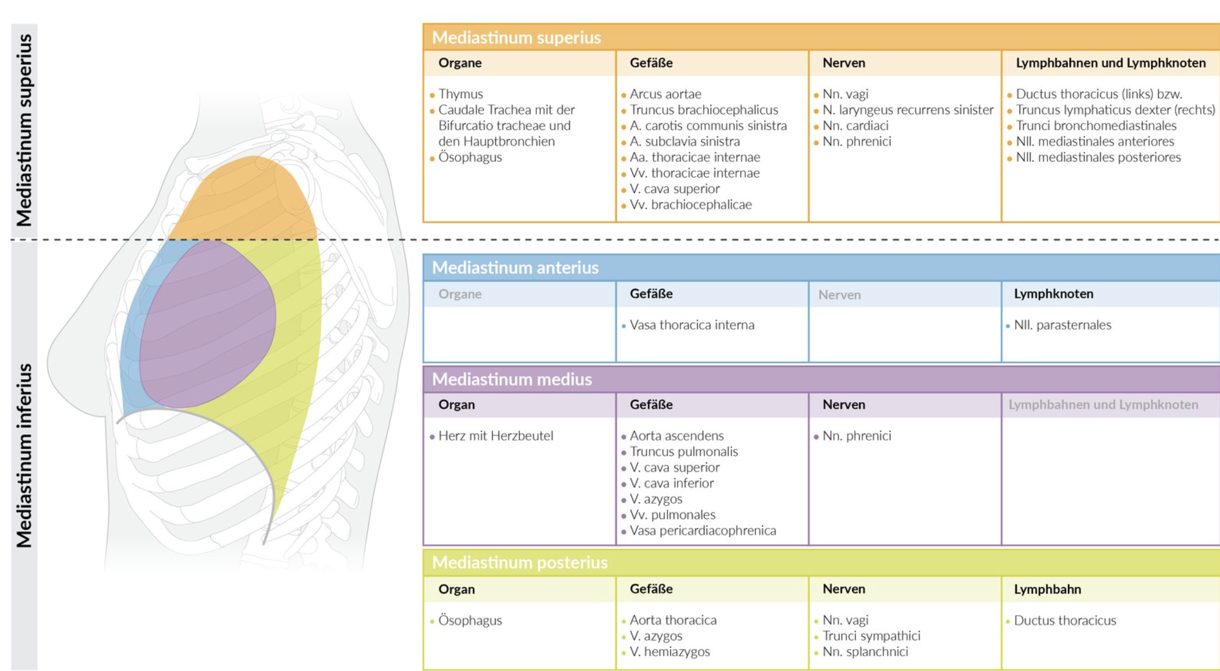 <p>C. Thoracic duct (Ductus thoracicus)</p>