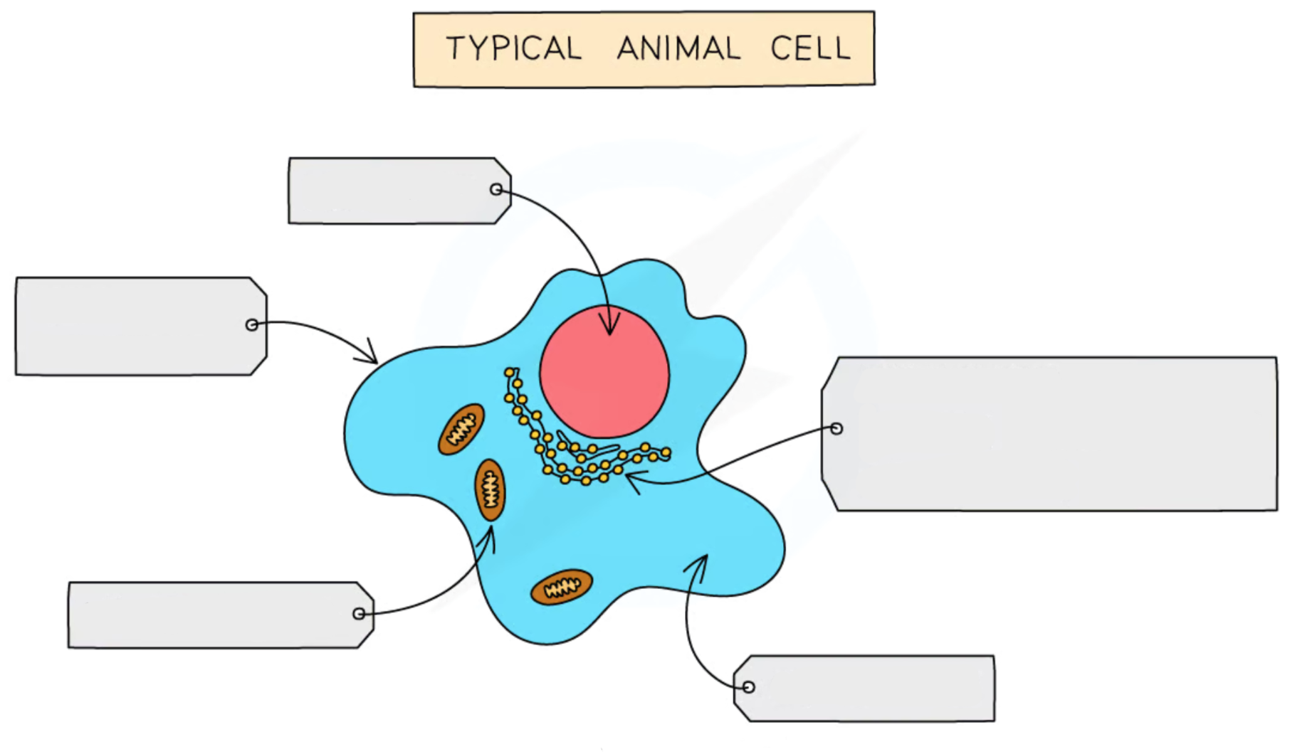 <p><strong>Label this diagram of an animal cell</strong></p>