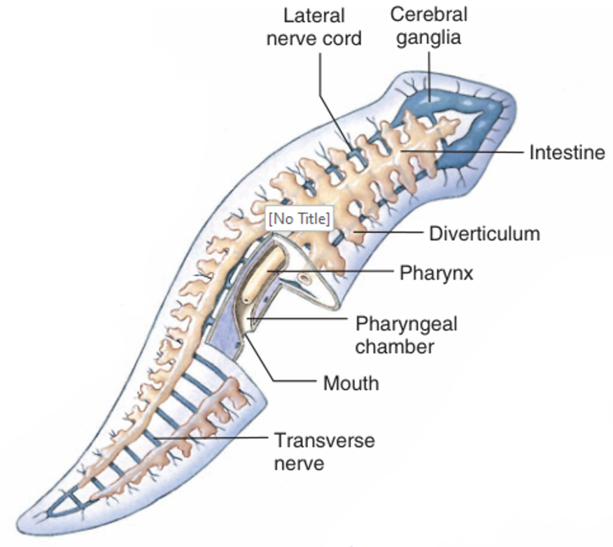 <ol><li><p><strong>Pharynx</strong> = sticks out to grab food </p></li><li><p>Food goes to <strong>Pharyngeal chamber</strong> → <strong>intestine</strong> </p></li><li><p>Intestine is branched (<strong>diverticula</strong>) to spread nutrients through body </p></li><li><p>waste goes back out through <strong>mouth</strong> </p></li></ol><p></p>