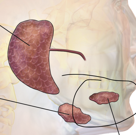 <p>anterior to submandibular gland under tongue; opens visa 10-12 ducts into floor of mouth</p>
